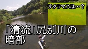尻別川のサクラマスは大丈夫なのか【 北海道 釣り 水中映像 】