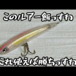 【茨城バス釣り】上野沼でバス釣り　このルアー強い💪