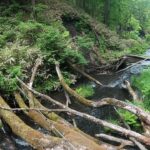 澄んだ川へ…　【渓流釣り】【山菜】