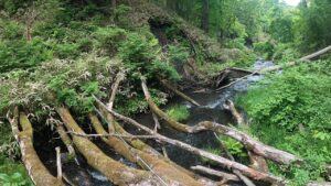 澄んだ川へ…　【渓流釣り】【山菜】