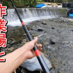 【渓流釣り】工事中の堰堤で釣りしてみると…
