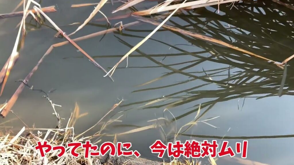 手賀沼で小物釣り「クチボソの大群だった」