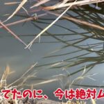 手賀沼で小物釣り「クチボソの大群だった」