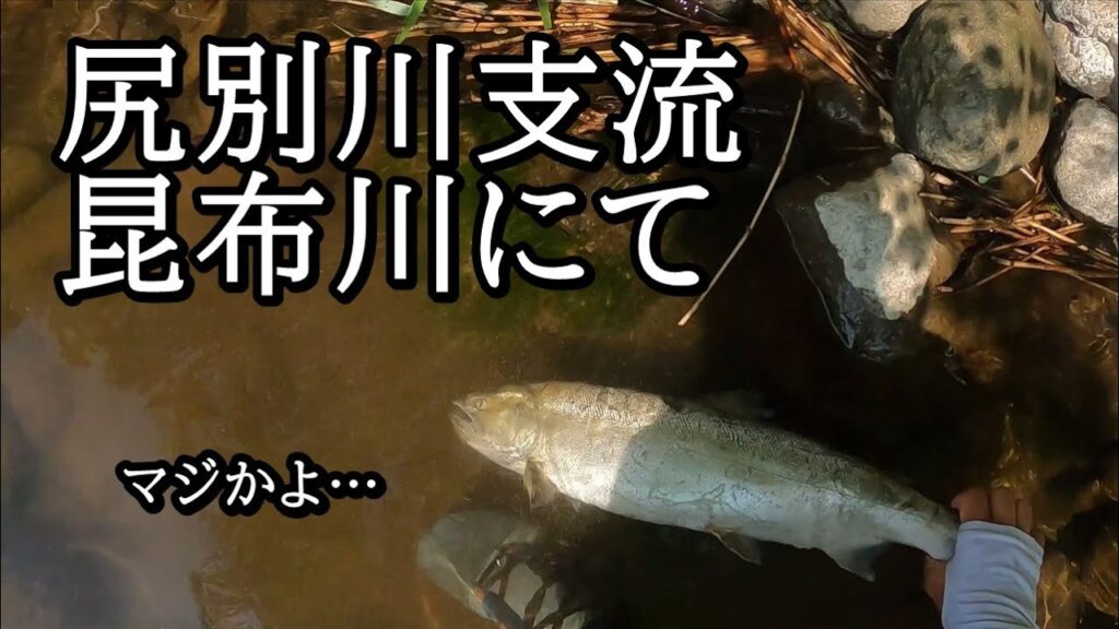 尻別川の支流でサクラマスが…【 北海道 釣り 自然 】