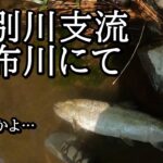 尻別川の支流でサクラマスが…【 北海道 釣り 自然 】