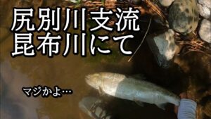 尻別川の支流でサクラマスが…【 北海道 釣り 自然 】