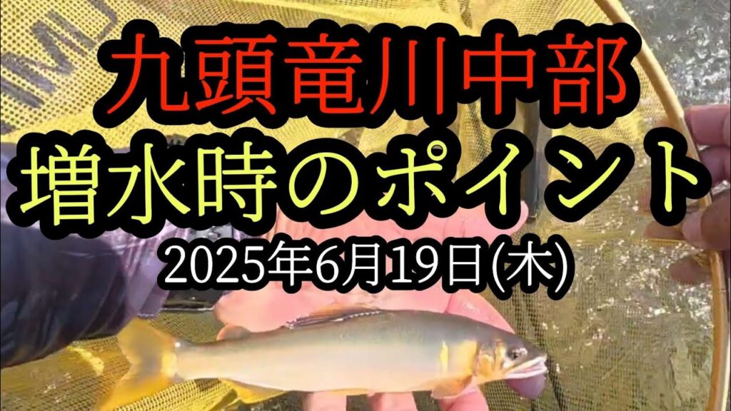 【増水時のポイント】九頭竜川中部鮎釣り
