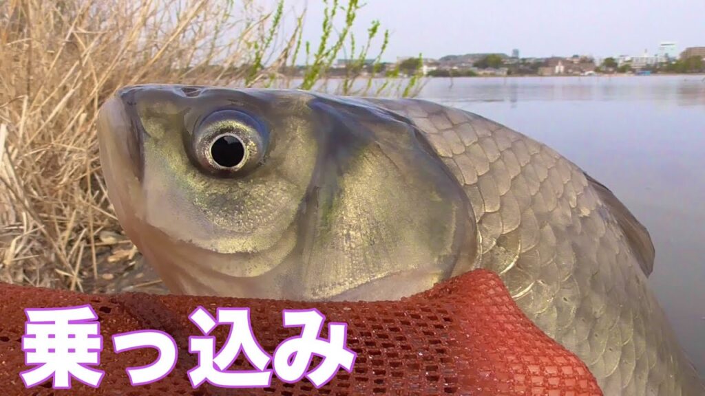 野釣り　乗っ込み　北部手賀沼