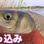 野釣り　乗っ込み　北部手賀沼