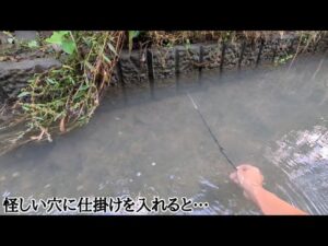 浜名湖周辺河川でうなぎを穴釣りで狙ってみたら…🐟