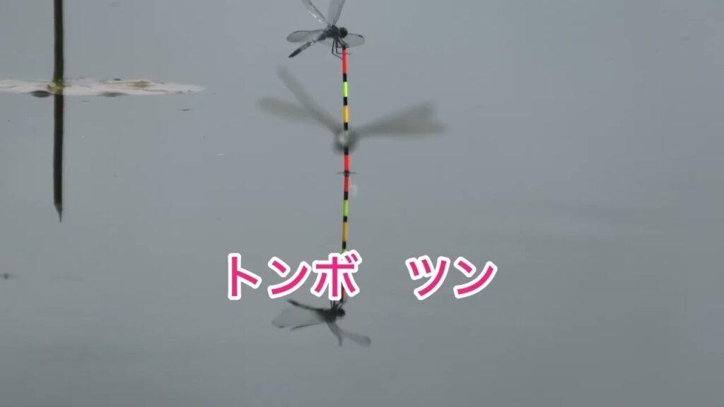 へら鮒釣り　平筒沼で水草の中から　やっと来たのが