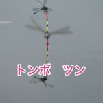 へら鮒釣り　平筒沼で水草の中から　やっと来たのが