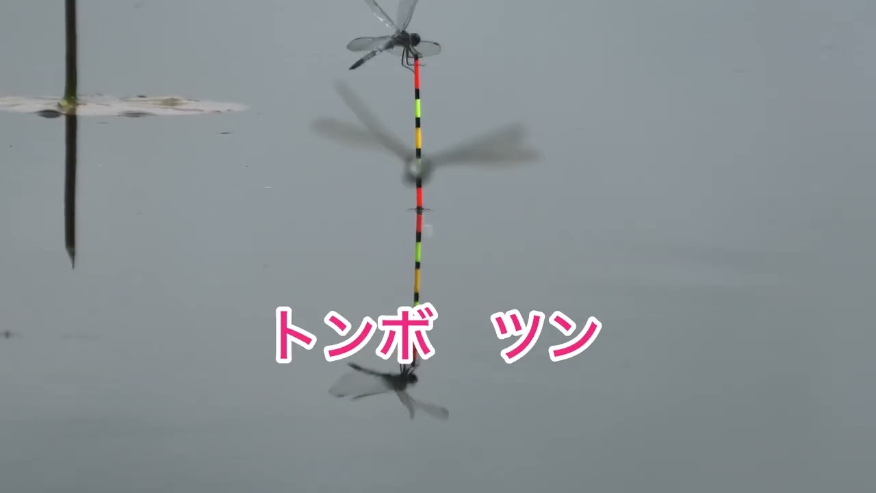 へら鮒釣り　平筒沼で水草の中から　やっと来たのが