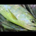 初夏のヤマメは太ってる【渓流釣り】