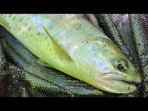 初夏のヤマメは太ってる【渓流釣り】