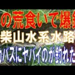秋の荒食いで爆釣!柴山沼水系で釣り仲間とバス釣りで凄いのが釣れた!!