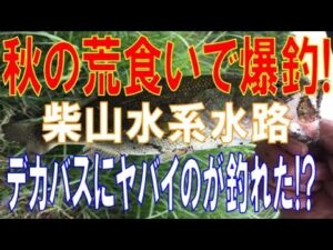 秋の荒食いで爆釣!柴山沼水系で釣り仲間とバス釣りで凄いのが釣れた!!