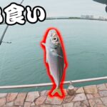 【浜名湖】魚だらけの海釣り公園が楽しい