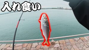 【浜名湖】魚だらけの海釣り公園が楽しい