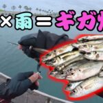 【ギガアジング】激流の浜名湖でアジングしたら脳汁ブッシャーが止まらなくてヤバい・・・
