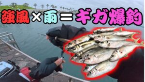 【ギガアジング】激流の浜名湖でアジングしたら脳汁ブッシャーが止まらなくてヤバい・・・