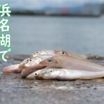 【ちょい投げ調査】浜名湖でキスを狙ってみた【浜名湖・網干場】