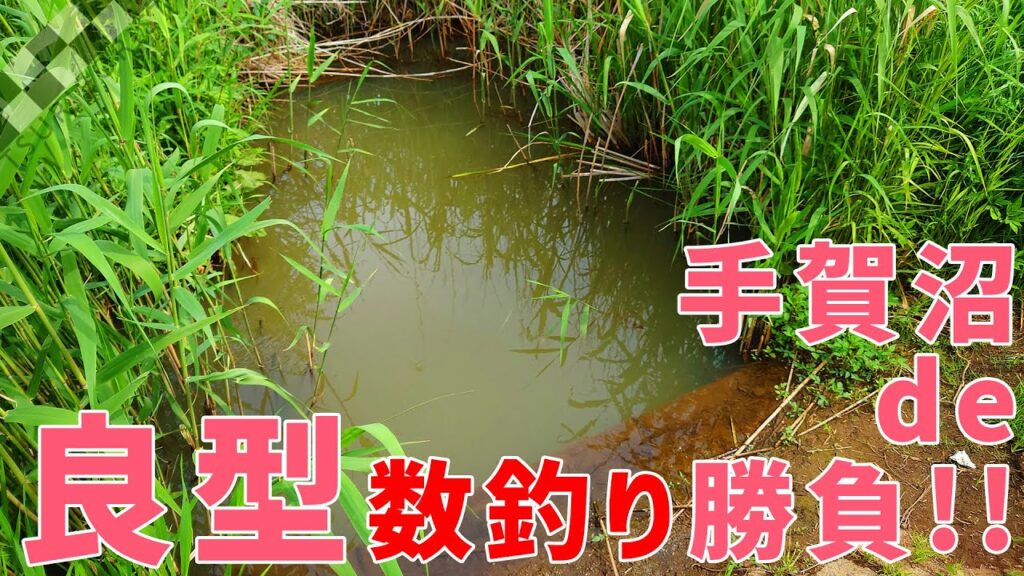 【ウキ釣りだいちゃん】手賀沼（千葉県柏市）ボウズからの良型ふな連発♪もはや数釣り勝負！