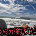 遠州灘サーフへ晩のおかずを釣りに行く♪