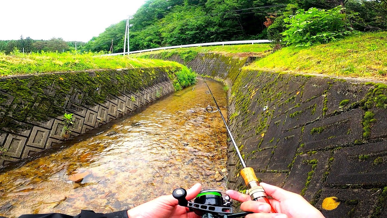 【渓流ルアー】小さい川で、大きい魚が釣れました。