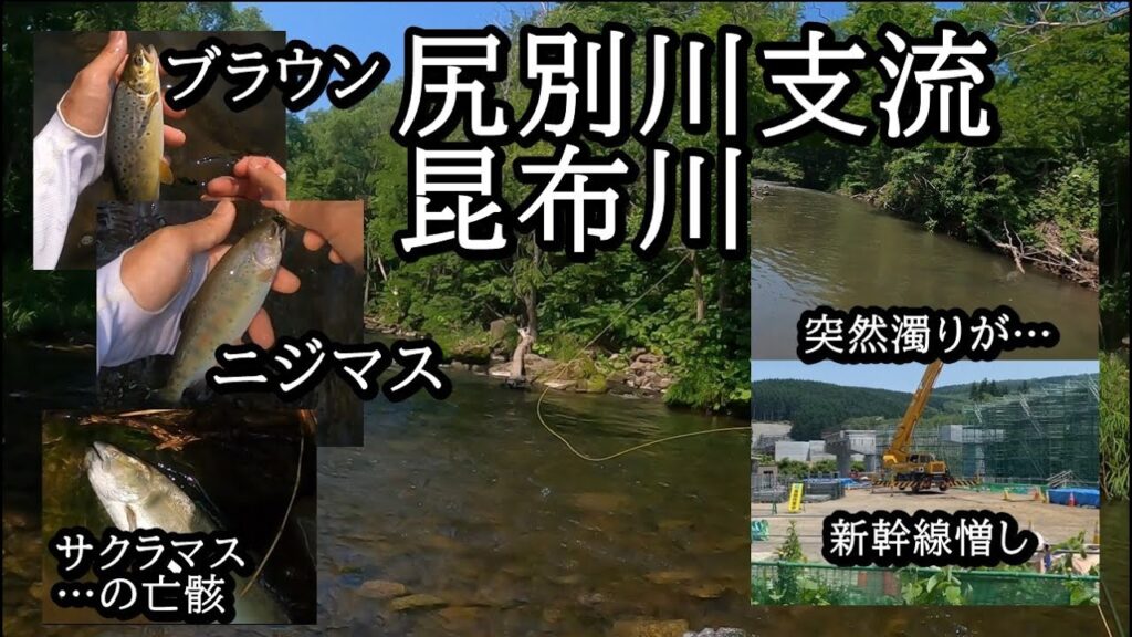 尻別川の支流、昆布川で釣り ニジマス、ブラウントラウト、ヤマメとサクラマスの亡骸 【 北海道 フライフィッシング 】