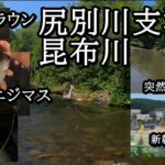 尻別川の支流、昆布川で釣り ニジマス、ブラウントラウト、ヤマメとサクラマスの亡骸 【 北海道 フライフィッシング 】