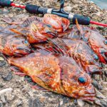 【穴釣り】でっかいカサゴが連発したのはこういう場所だった