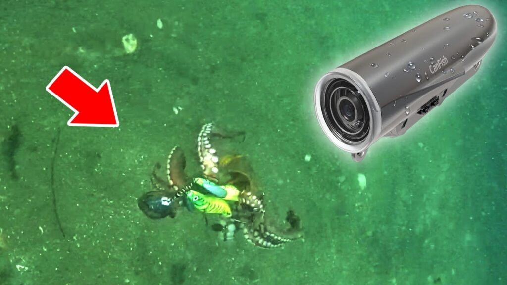 【衝撃映像】タコがエギに食いつく瞬間を最新の水中カメラで撮影したらヤバすぎた。タコ釣りの常識が変わる奇跡の瞬間を捉える事に成功。