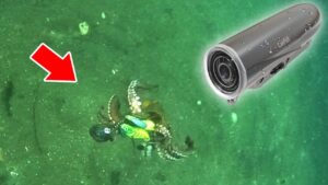 【衝撃映像】タコがエギに食いつく瞬間を最新の水中カメラで撮影したらヤバすぎた。タコ釣りの常識が変わる奇跡の瞬間を捉える事に成功。