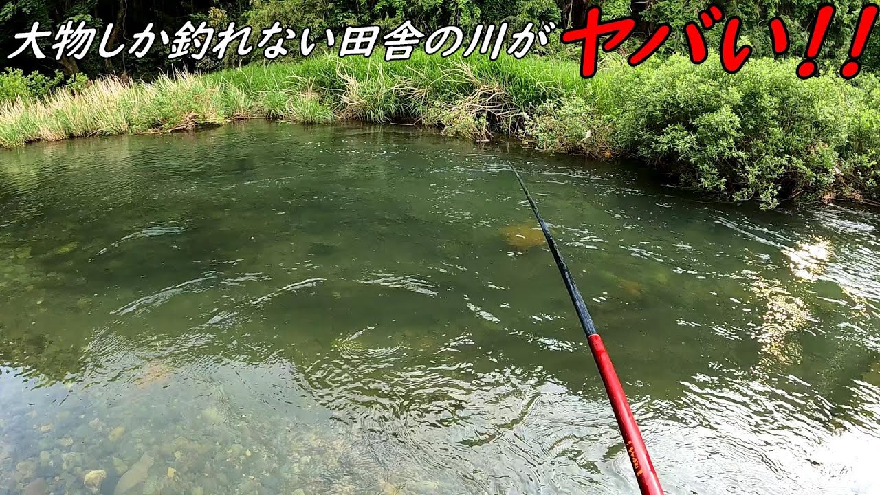 田舎の川が大物ばかりでヤバ過ぎた!!