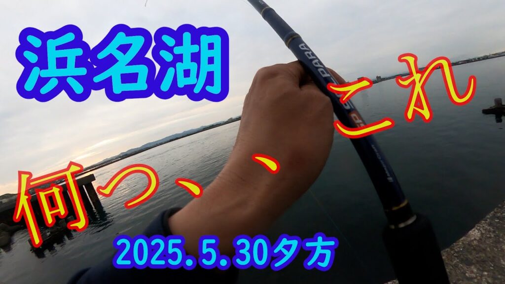 ドラグが、、止まらない。　浜名湖で期待以上の、ザ高級魚、を釣りました。強烈な引き、太平洋、遠州灘、外海の磯の様な魚が釣れます。　マハタ　キスとサビキとヒラメの予定が最高な予定変更です。