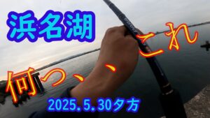 ドラグが、、止まらない。　浜名湖で期待以上の、ザ高級魚、を釣りました。強烈な引き、太平洋、遠州灘、外海の磯の様な魚が釣れます。　マハタ　キスとサビキとヒラメの予定が最高な予定変更です。