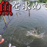 怪魚が釣れる管理釣り場に行く【宮城アングラーズヴィレッジ　マーレーコッド】