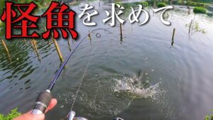 怪魚が釣れる管理釣り場に行く【宮城アングラーズヴィレッジ マーレーコッド】