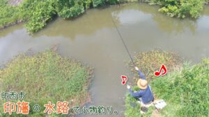 やっぱり水路の釣りは面白い♪ 〇〇が可愛い♪ 印西市 印旛の水路で小物釣り。