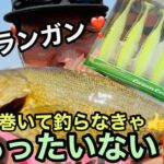 【びん沼バス釣り】初心者必見✨春のバスを巻いてランガン❣️キャラメルシャッド