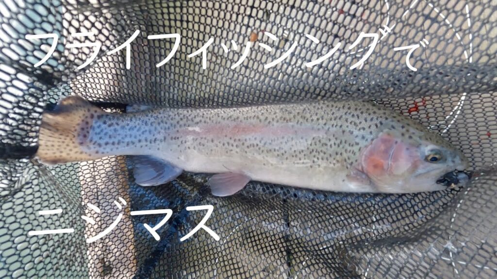 【フライフィッシング】冬の管理釣り場,リトリーブでニジマスを釣る。