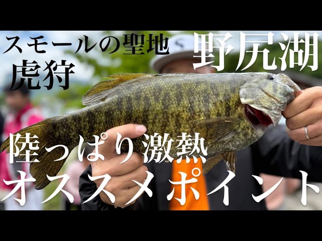 【長野バス釣り】野尻湖激熱ポイントで虎を狩る!スモールマウスバスの聖地【バス釣り】