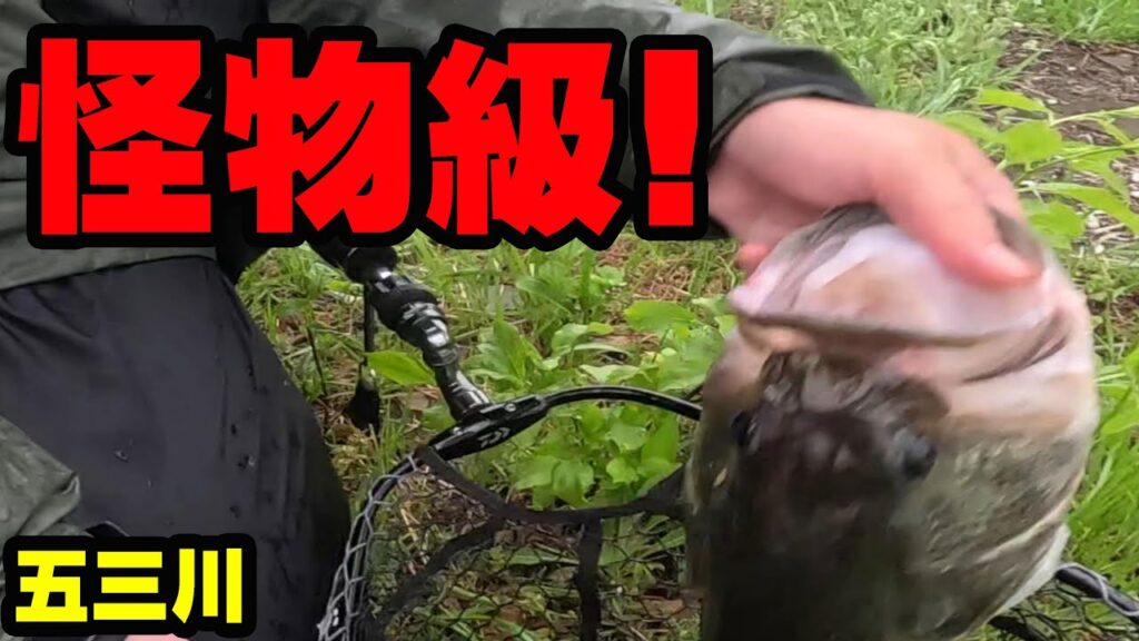 怪物級バスがきた！！！【バス釣り】【シャーベットヘアーチャンネル】【五三川】