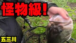怪物級バスがきた！！！【バス釣り】【シャーベットヘアーチャンネル】【五三川】
