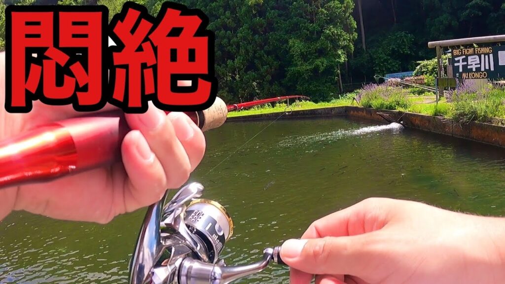 【エリアトラウト】真夏の管理釣り場で悶絶！！千早川マス釣り場【管理釣り場　管釣り】