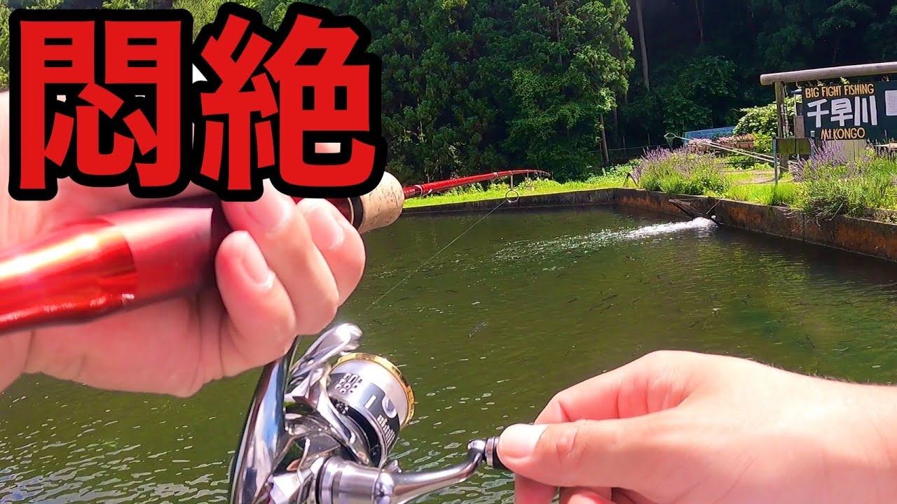 【エリアトラウト】真夏の管理釣り場で悶絶!!千早川マス釣り場【管理釣り場 管釣り】