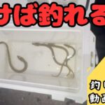 「うなぎ釣り」釣れなかった事のない川で天然うなぎ釣り