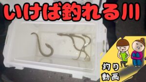 「うなぎ釣り」釣れなかった事のない川で天然うなぎ釣り