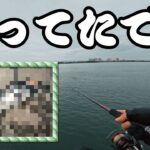 【浜名湖】ほぼ全員アジ狙いの中で釣りバカ一人だけが違う釣りをするとこうなった・・・